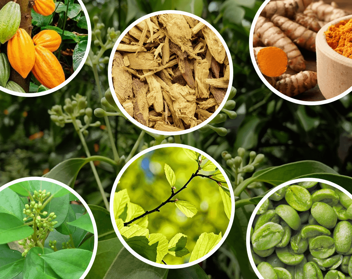 Gluco-Extend-ingredients